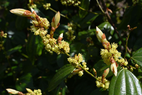 Flowering trees in August in March in Japan