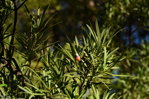 イヌマキの木,犬まき,いぬ槙