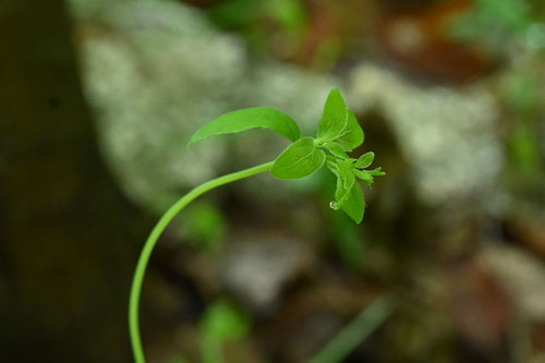 バアソブ,植物,花