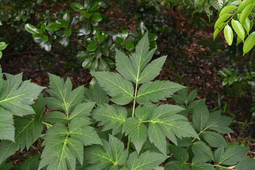 アシタバ,はっぱ,画像,明日葉,あしたば