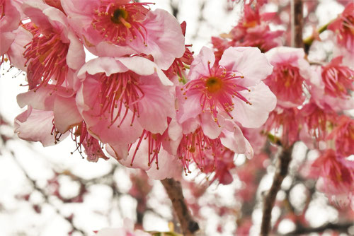 椿寒桜の花