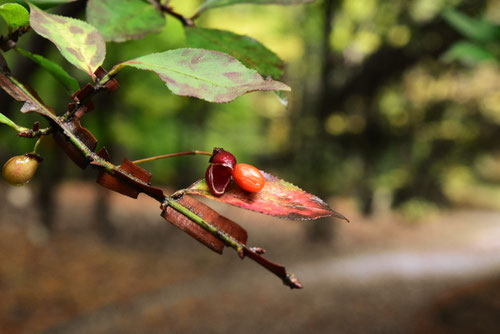 Spindle tree