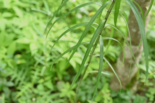笹百合,植物