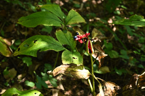 ヤマシャクヤク,山芍薬