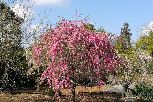 枝垂れ桃,モモ,もも,植物
