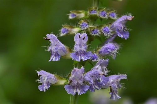 青紫色の花が咲く野草,アキノタムラソウ,あきのたむらそう