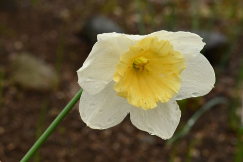 スイセンの花の種類,水仙