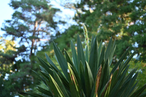 キミガヨラン／きみがよらん／君が代蘭 - 庭木図鑑 植木ペディア