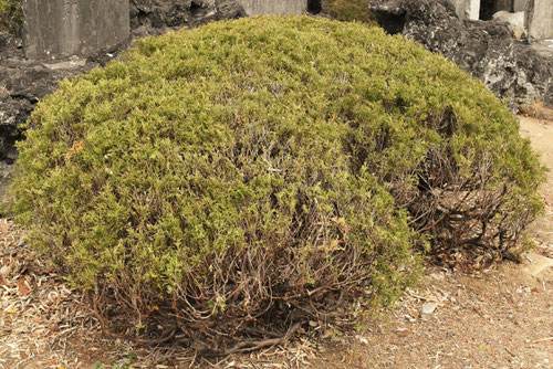イブキダマ,植木,たまいぶき