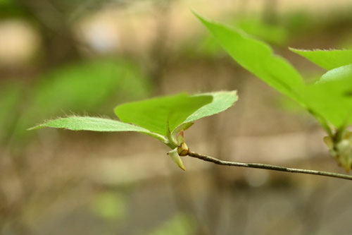 渋川つつじ,葉っぱ,ジングウウツツジ