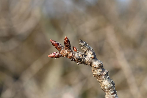 楊貴妃,桜,ようきひ,ヨウキヒザクラ