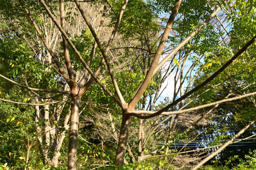 センダン,せんだん,樹木