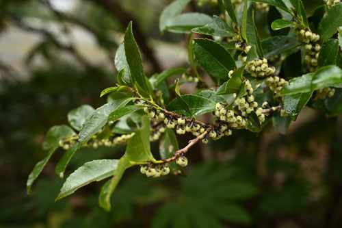 ヒサカキ（姫榊） - 庭木図鑑 植木ペディア
