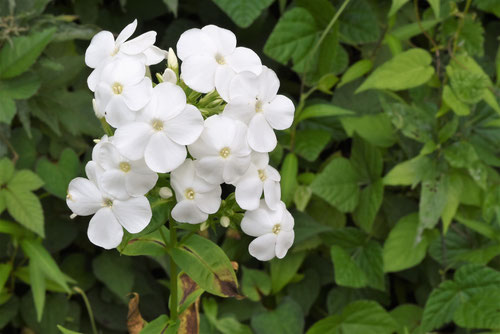 フロックスの花,ふろっくす