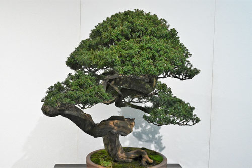 bonsai,Northern Japanese Hemlock