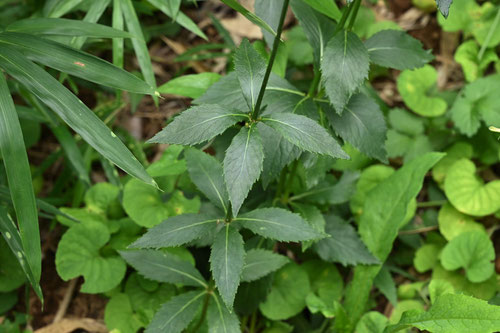 青い花が咲く山野草,葉っぱ,つりがねにんじん