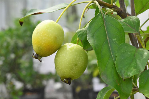 ひめりんごの木,fruits of little apple,ヒメリンゴ