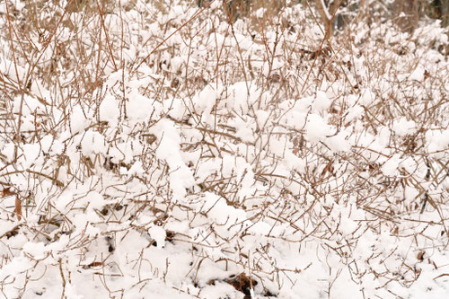 連翹の木,レンギョウの花,れんぎょう,植物,雪