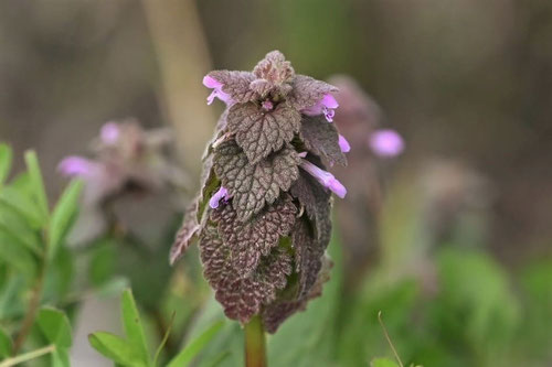 ピンク色の小さな花が咲く雑草