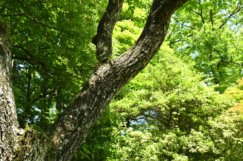 キハダの木,シコロの木,黄檗