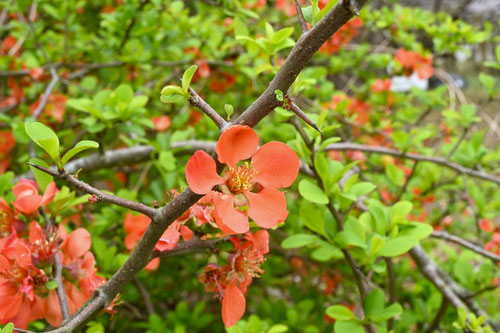 3月に咲く朱色の花