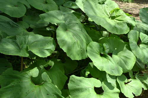 はがおおきなふき,葉が大きなフキ,植物