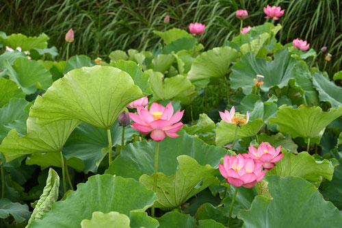 蓮の花,画像,はす,ハス