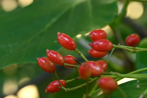 ハクサンボク,白山木,赤い実,はくさんぼく