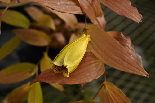じょうろうほととぎすにはどんな花が咲くのか