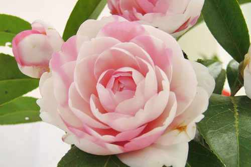 ピンク色の花が咲くツバキの木