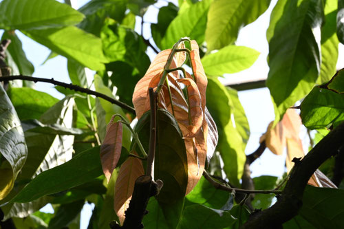 カカオの木,特徴,植物,cacao tree leaf