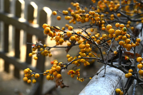 雪に強い植木,つる植物