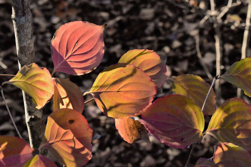 ヤマボウシ,Japanese Dogwood,山法師