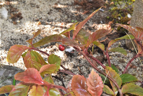 ヤブコウジ（２月撮影）