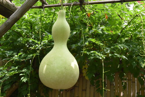 ひょうたん,瓢箪の実,ヒョウタン