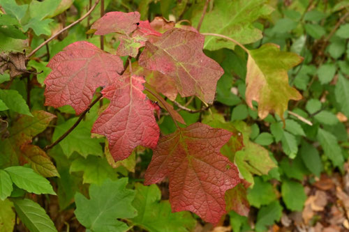 カシワバアジサイの紅葉