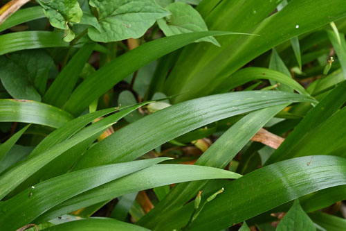 シャガ,植物,葉