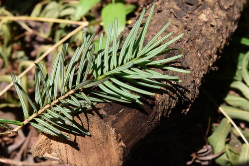 Japanese douglas fir