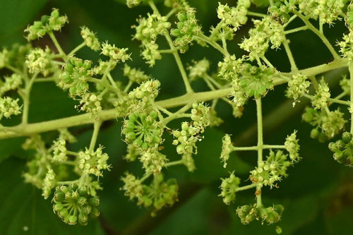 たらのき,開花,タラノキ