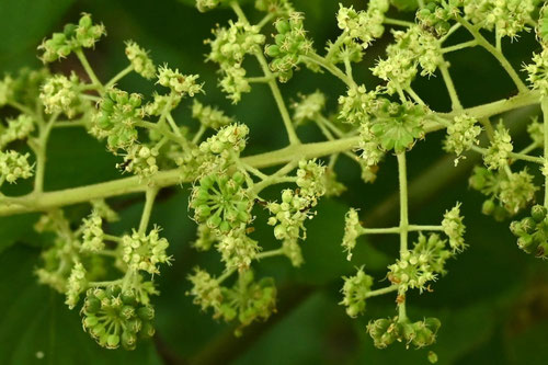 たらのき,開花,タラノキ,タラの芽