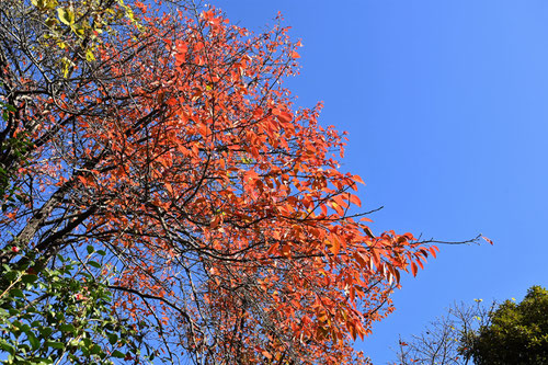 世界三大紅葉の木,ニッサボク,にっさぼく