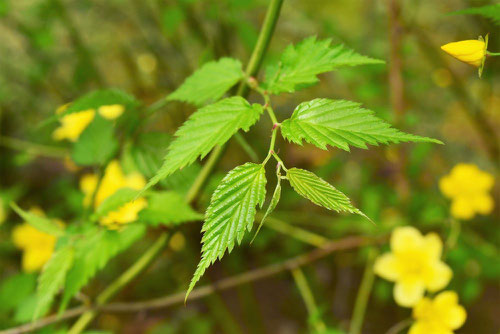 ヤマブキ 植木 葉っぱ 画像
