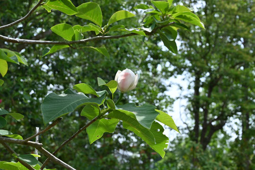 玉水,生け花