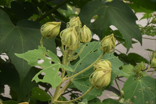 ふよう,芙蓉の木の蕾,フヨウ