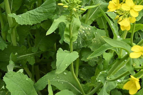 あぶらな,植物,特徴,菜の花,ナノハナ