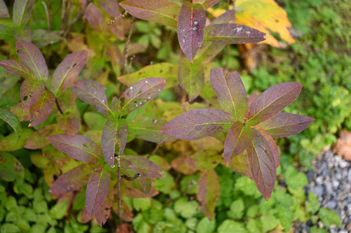 薄雪はなひりのき,植物