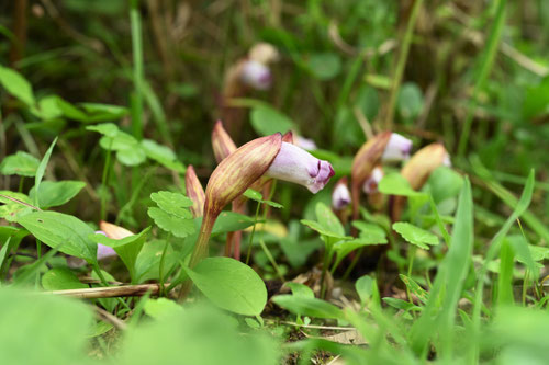 開花時期,ナンバンギセル,南蛮きせる