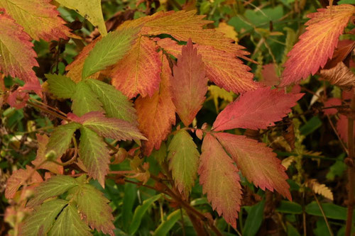 きんみずひき,紅葉