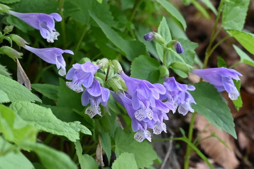 らしょうもんかずら,開花