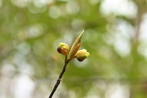 クロモジの蕾